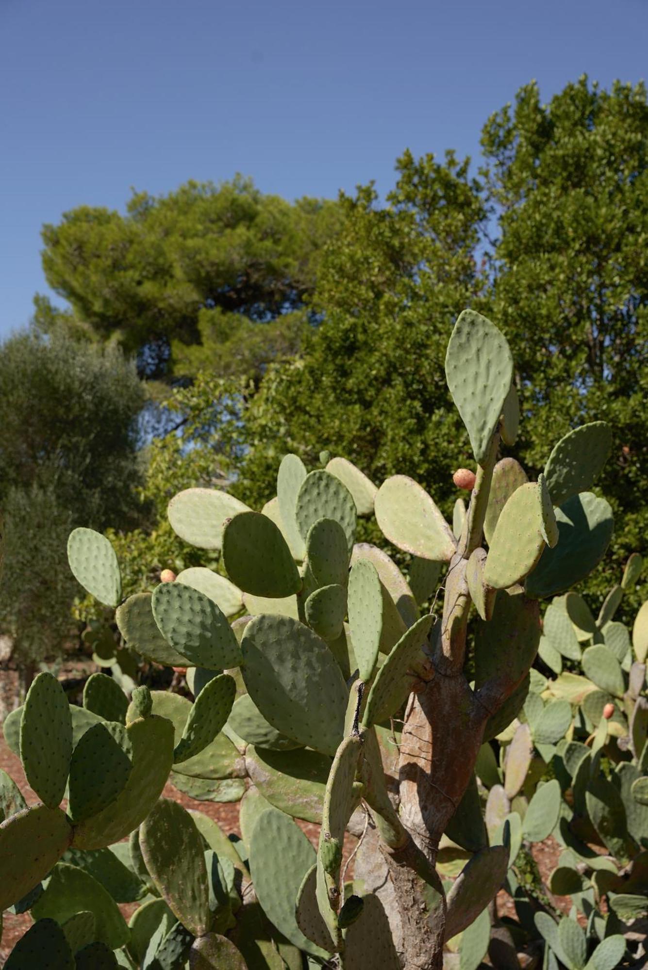 Masseria Paradiso Ostuni Exterior foto